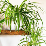 Curly Spider Plant Live, Variegated Houseplant in 4 Inch Pot, Ready to Grow Indoors or Outdoors