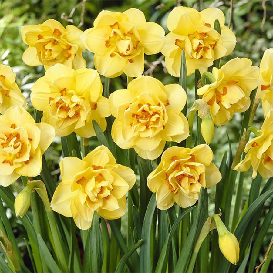 10 Assorted Daffodil Bulbs for Planting, Spring Blooming Narcissus Bulbs, Suitable for Garden and Landscape