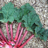 Set 5 Red Rhubarb Plants Roots for Planting, Rhubarb Root Plant, Rhubarb Plants Live Root, Hardy Vegetable
