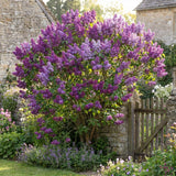 Purple Lilac Plants 12–18" Tall, Well Rooted Live Flowering Lilac Shrubs for Patio, Container and Backyard Landscaping