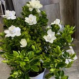 White Gardenia Plant Live, Flowering Jasmine Plant, 7-9 Inches Tall, White Flowering Gardenia Bush for Indoor Outdoor Garden