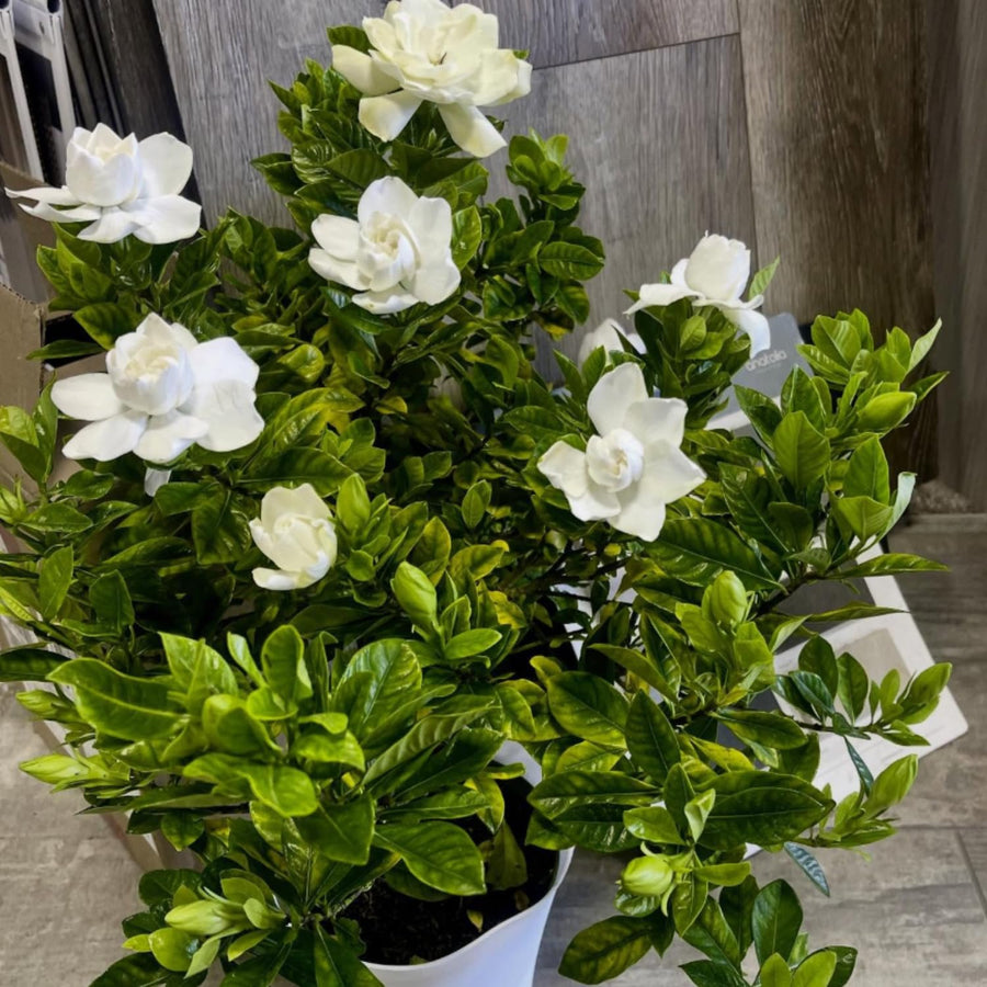 White Gardenia Plant Live, Flowering Jasmine Plant, 7-9 Inches Tall, White Flowering Gardenia Bush for Indoor Outdoor Garden