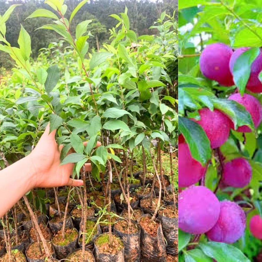 Wild Plum Tree Live Plant, 1.5-2 Feet Height, Bareroot Dormant Plum Plant Live for Planting Outdoors, Plum Tree Plant