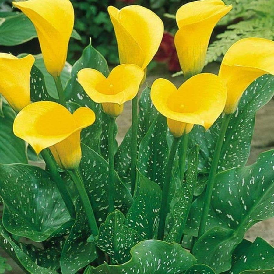 3 Yellow Calla Lily Bulbs for Outdoor Planting, Calla Lily Bulbs for Planting, Ornamental Flower Bulbs for Growing