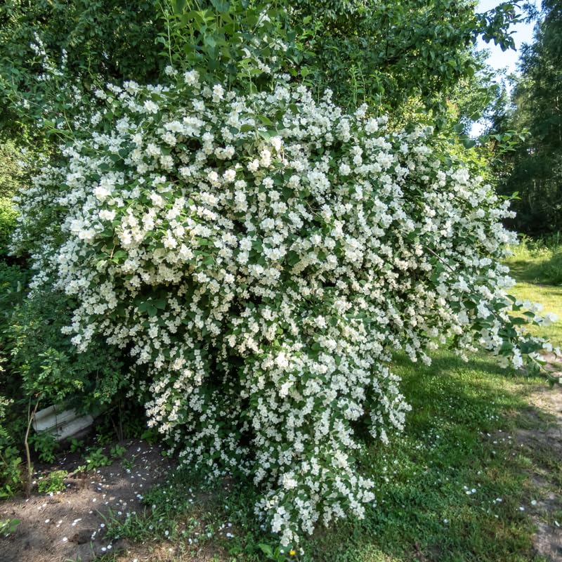 Mock Orange Shrub Live Plant, Gallon Pot, 10-16" Tall, White Philadelphus Mock Orange Live Plant to Grow