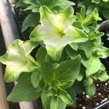 2 Petunia Live Plants, Pistachio Cream Petunia Flowers, Live Petunias Plants Outdoor Indoor, 5-9 Inch Tall