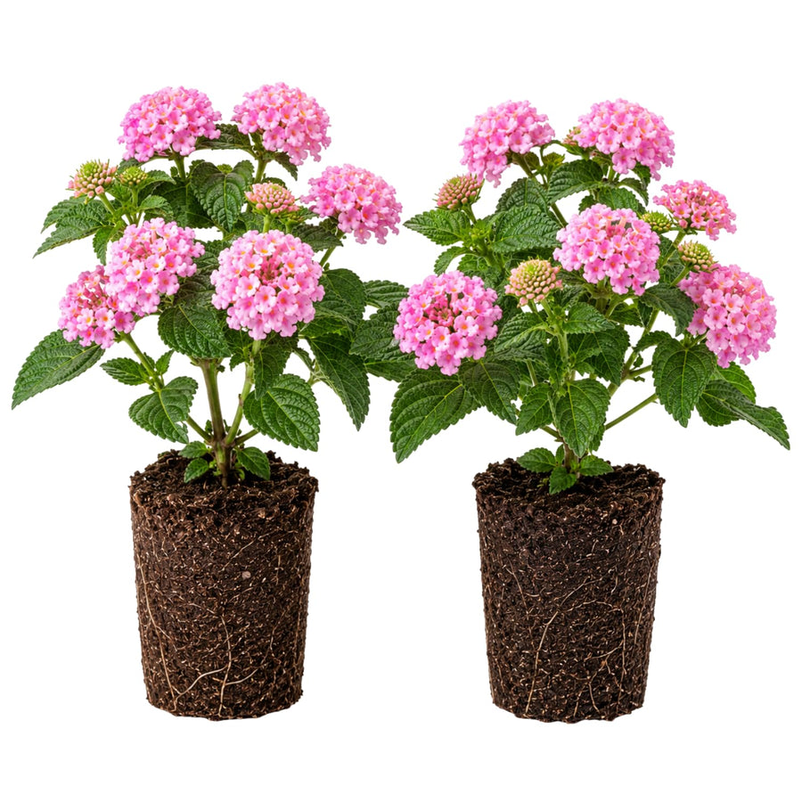 2 Lantana Plants Live, Perennial Live Flowering Lantana, Container Growing 4-9 Inch Tall - Pink
