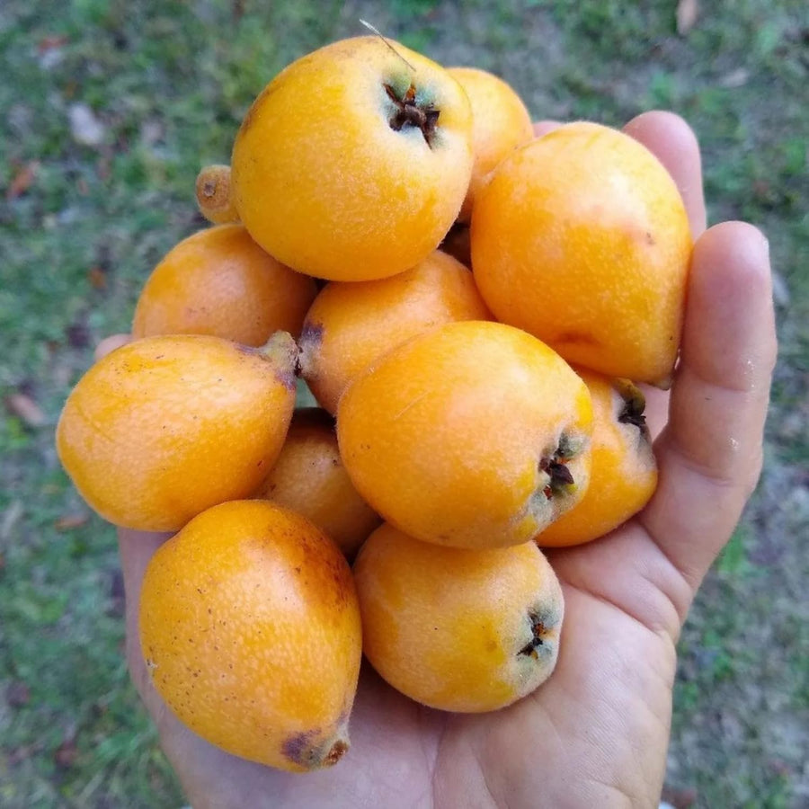 Loquat Tree Live Plant, Well Rooted Tropical Loquat 8-10″ Tall, Outdoor Garden Growing, Ready to Grow