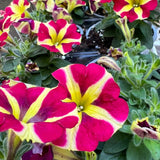 2 Petunia Live Plants, Queen of Hearts Petunia Flowers, Live Petunias Plants Outdoor Indoor, 5-9 Inch Tall