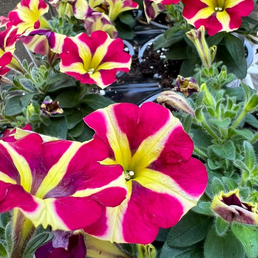 2 Petunia Live Plants, Queen of Hearts Petunia Flowers, Live Petunias Plants Outdoor Indoor, 5-9 Inch Tall