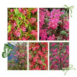 Pink Flowering Currants Live Plant in Pot, 4-7" Tall, Flowering Currants Plant, Hardy Ornamental Shrub for Garden Landscape, Spring Blooms