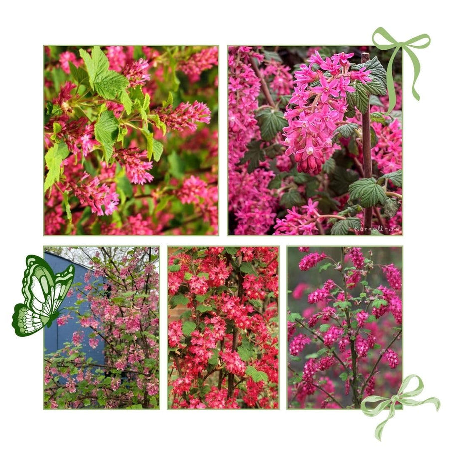 Pink Flowering Currants Live Plant in Pot, 4-7" Tall, Flowering Currants Plant, Hardy Ornamental Shrub for Garden Landscape, Spring Blooms