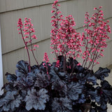 Heuchera Live Plant, Heuchera Coral Bells Live Plant, Purple Heuchera Houseplant, 5-8 Inc Tall, Change Color Leaf Heuchera