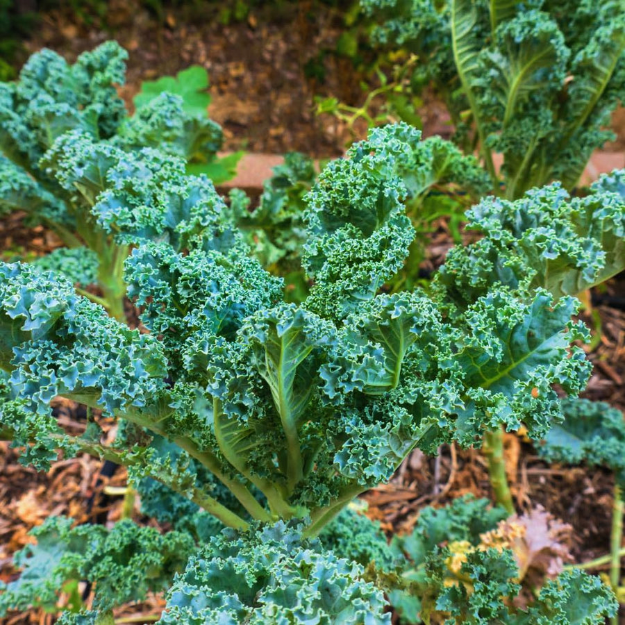 Kale Plant Live, Vegetable Live Plant, Kale Live Plant Pot, 4 Inc Potted