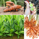1 LB Green Turmeric Ginger Root Tubers - Large Fresh Turmeric Rhizomes Tubers, Curcuma Longa Ginger Roots for Growing or Cooking