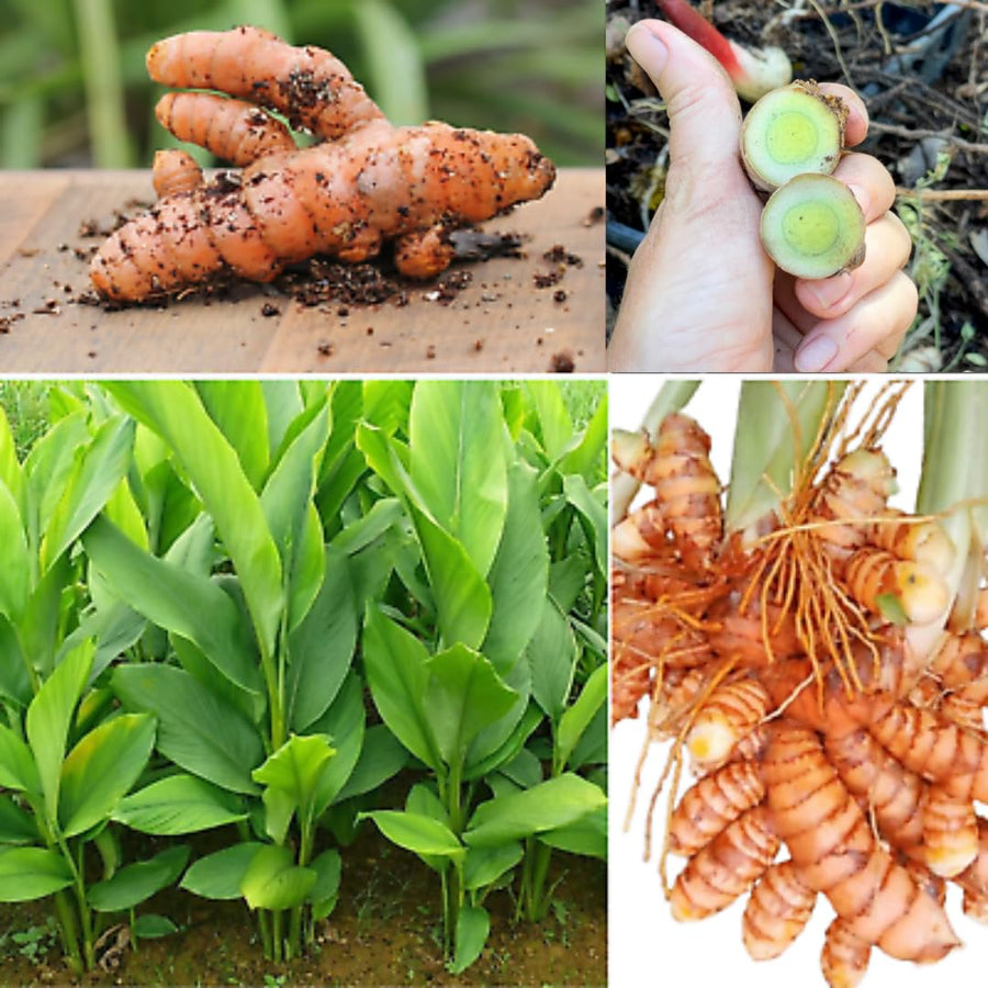 1 LB Green Turmeric Ginger Root Tubers - Large Fresh Turmeric Rhizomes Tubers, Curcuma Longa Ginger Roots for Growing or Cooking