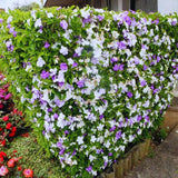 Brunfelsia Tree Live Plant, Yesterday Today Tomorrow Plant, Change Color Flower, Brunfelsia Bush Shrub for Bonsai in Garden, Spring Bloom