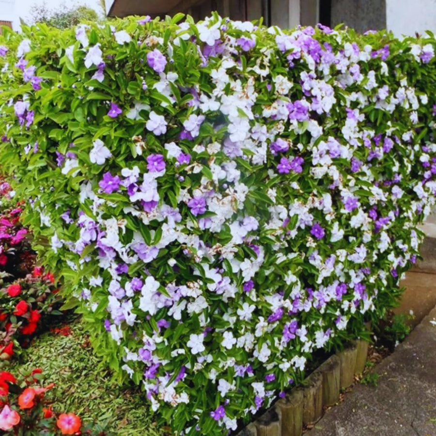 Brunfelsia Tree Live Plant, Yesterday Today Tomorrow Plant, Change Color Flower, Brunfelsia Bush Shrub for Bonsai in Garden, Spring Bloom