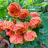 1 Orange Abutilon Plant Live for Planting 5 to 9 Inch Height, Lantern Abutilon Flowering Live Plants, Fragrant Abutilon Well Rooted Plug