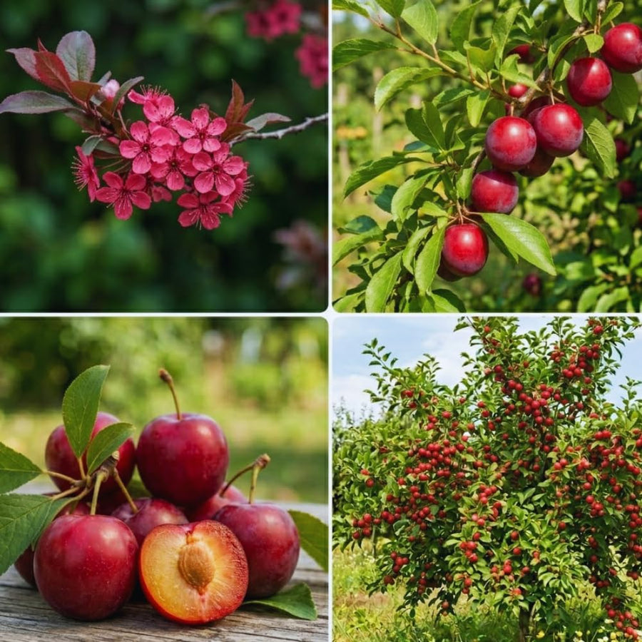 24 Red Plum Tree Live Plants Cuttings, Plum Plant Live Cuttings for Gardening, 6 to 8 Inc Tall, Not Rooted