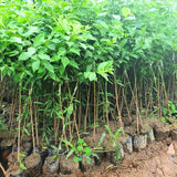 Set 2 American Plum Trees Live Plants, 18-24 Inch Tall, Bareroots, Cold Hardy Chickasaw Plum Plants Live for Planting, Dormant