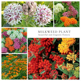 3 Live Milkweed Plants, Mix Asclepias Tuberosa Plant, Butterfly Milkweed Plants Live for Growing Indoor Outdoor