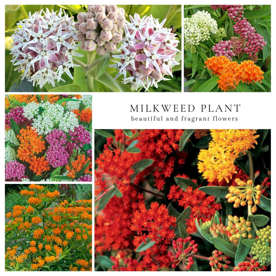 3 Live Milkweed Plants, Mix Asclepias Tuberosa Plant, Butterfly Milkweed Plants Live for Growing Indoor Outdoor