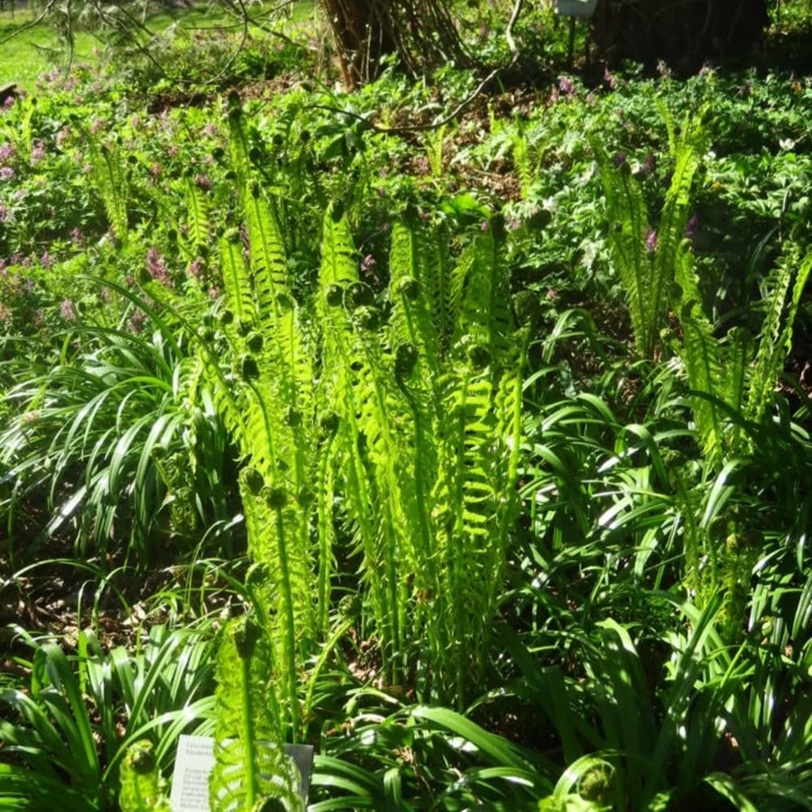 5 Ostrich Fern Bare Root Rhizomes Plant, Live Fern Plants for Shade Gardens, Hardy Outdoor Perennials Plant