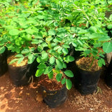 Dwarf Moringa Tree Live Plant in Half Gallon Pot, Well-Rooted Drumstick Malunggay Plant Live, Oleifera Moringa Horseradish Planting Outside, No CA