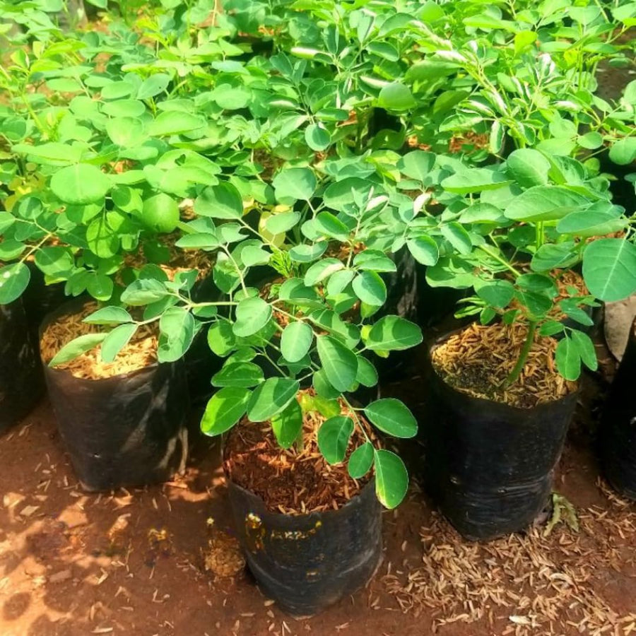 Dwarf Moringa Tree Live Plant in Half Gallon Pot, Well-Rooted Drumstick Malunggay Plant Live, Oleifera Moringa Horseradish Planting Outside, No CA