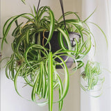Variegated Spider Plant Live, Trailing Spider Plant for Indoor Outdoor Garden, 2-4 Inches Tall, No Pot