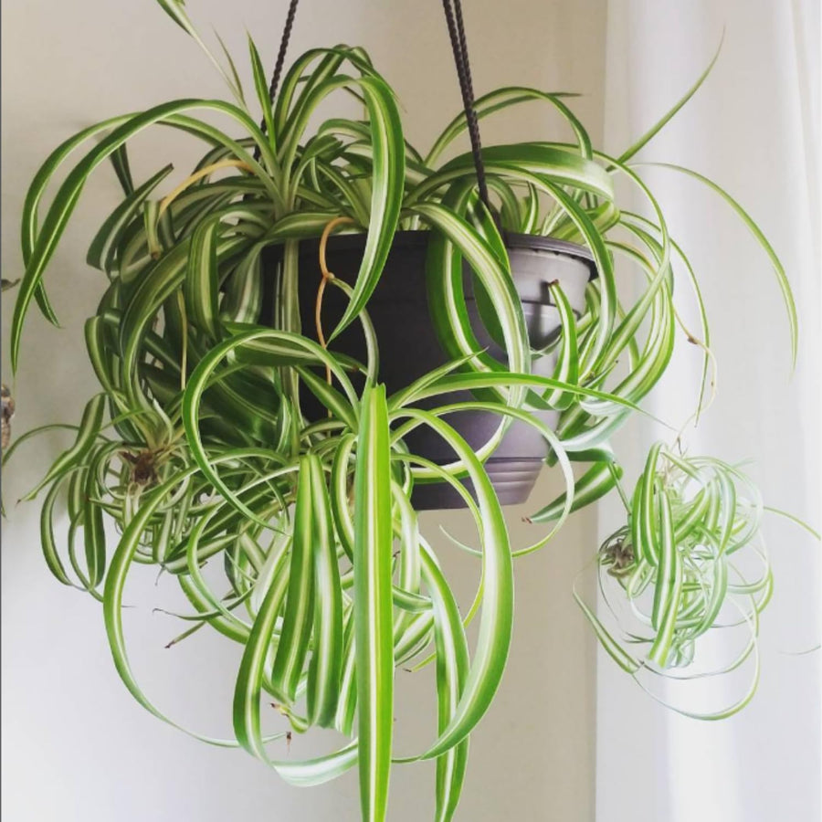 Variegated Spider Plant Live, Trailing Spider Plant for Indoor Outdoor Garden, 2-4 Inches Tall, No Pot