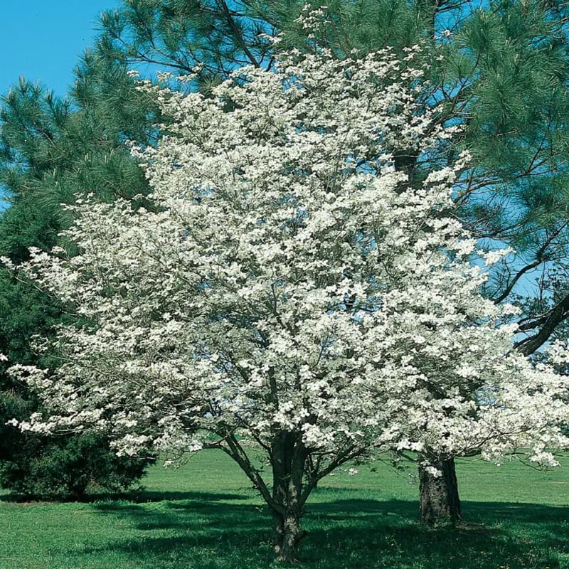 White Dogwood Tree Shrub Bush Dormant, 12 Inc Bare Root Dogwood Trees Live Plants for Outside, Flowering Dogwood for Outdoor Planting