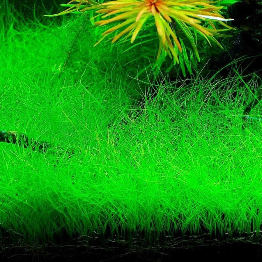 100 Aquarium Water Grass Seeds, Aquarium Plant Seeds, Water Grass Ground Covering Plant Seed, Grass Seed for Ground Covering