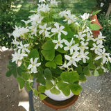 Green Shamrock Plant Live, Starter Oxalis Plant in 4" Pot, Easy Care Ornamental Houseplant for Patio, Container and Home Gardening