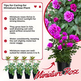 Miniature Rose Plant, Live 3.5” Potted Rose, Compact, Colorful Flowering Rose Bush for Indoor Outdoor Gardens (Magenta)