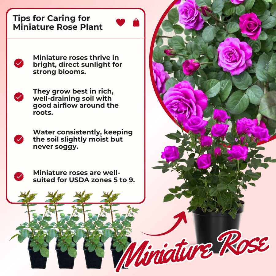 Miniature Rose Plant, Live 3.5” Potted Rose, Compact, Colorful Flowering Rose Bush for Indoor Outdoor Gardens (Magenta)