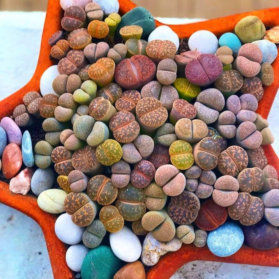 20 Large Mix Lithops Live Plants, Colorful Lithops Succulents Plants Live, Living Stones Succulent Indoor Outdoor Plant, Bare Root Without Pot and Soil