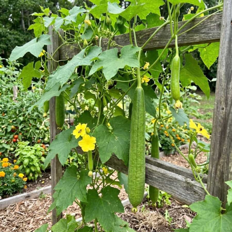 2PPP Luffa Plants Live Plants, Luffa Vegetable Plant 4-8" Tall in 4" Pot, Loofah Plant, Fast Growing Vine Plant, Edible Garden for Growing