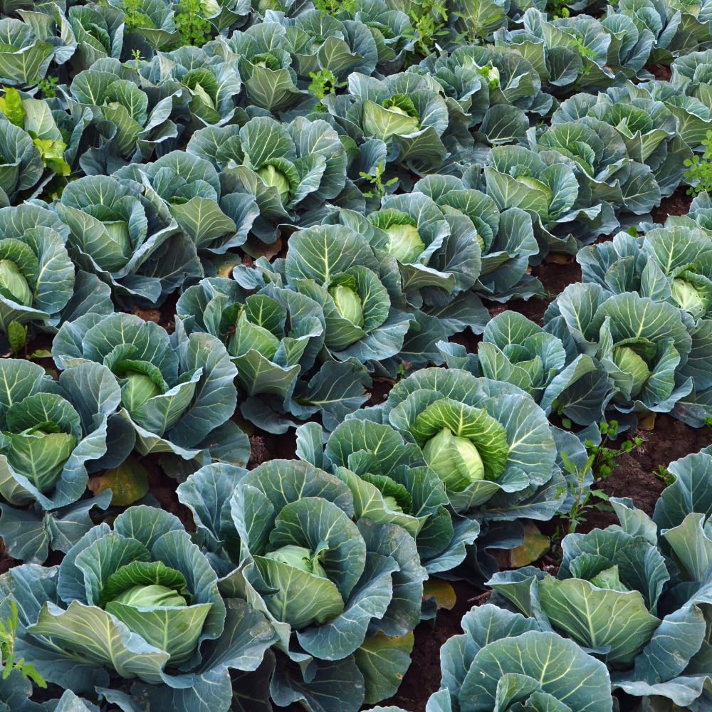 Set 2 Cabbage Plants Live, Cabbage Vegetable Live Plant Home Garden, Garden Starter Live Plants