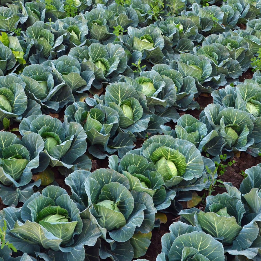 Set 2 Cabbage Plants Live, Cabbage Vegetable Live Plant Home Garden, Garden Starter Live Plants
