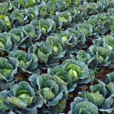 2 Cabbage Plants Live Potted, Cabbage Vegetable Live Plant Home Garden Outside, 3 to 5Inc in Height