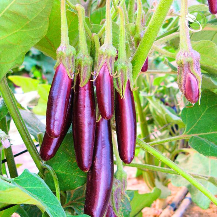 Live Eggplant Plant, Purple Eggplant Live, 4-7 Inches Tall in 4'' Pot, Long Vegetable Plant for Outdoor Garden