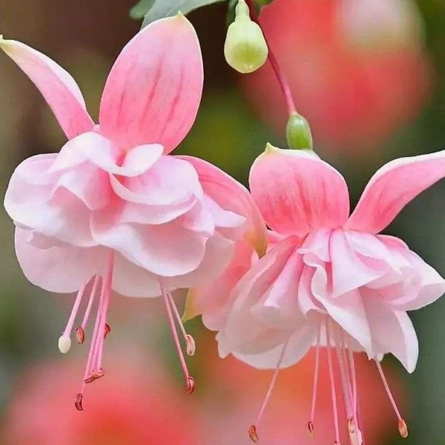 Fuchsia Plant, 3 to 4 Inch Tall Fuchsia Plants Live, Hanging Fuchsias Plants Well Rooted for Planting, Hardy Fuchsias Live Plants, Perennial, Colorful Flowers (Light Pink Flowers)