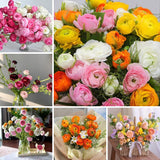 Ranunculus Bulbs, 25 Ranunculus Bulbs, French Peony Style Buttercup Corms, Spring Blooming Garden Flowers, Vibrant Flower Plant (Mix Ranunculus)