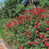Climbing Bush Roses for Garden, Fragrant and Hardy Rose Plants for Outdoor Planting, No Pot, 5 to 9 Inc Tall Starter Plant Well-Rooted, Hot Pink Blooms