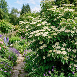 White Viburnum Live Plant, Viburnum Shrubs, 8-12 Inc Tall, Bare Root Plant, Hardy Shrub for Landscaping, Outdoor Garden