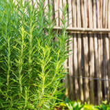 4 Inc Pot Rosemary Plant Live in Pot, Rosemary Herb Plant, 5 to 7 Inc Tall, Fragrant Culinary Herb Garden