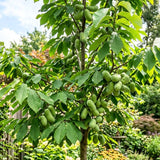 Set of 2 Paw Paw Tree, Pawpaw Tree Live Plant, Bare Roots from 4 to 6 Inches Height, Hardy Fruit Plants for Outdoor Gardening