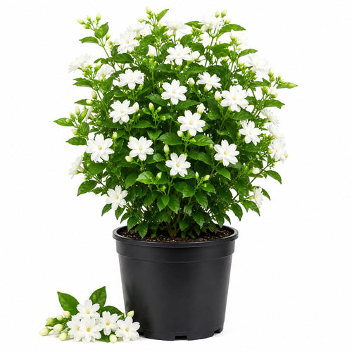 Live Arabian Jasmine Plant, Well Rooted Jasmine Vine in Gallon Pot, Extremely Fragrant, Hardy, Indoor Outdoor Planting